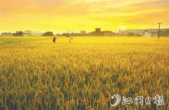 恩平大米富含硒元素，這一得天獨(dú)厚的自然稟賦是區(qū)別于其他產(chǎn)區(qū)大米的核心特質(zhì)之一。