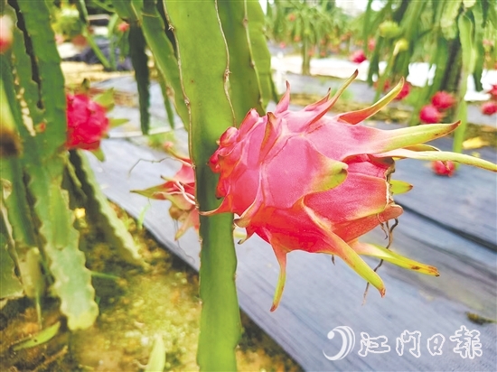 紅肉火龍果甜度高、營(yíng)養(yǎng)價(jià)值豐富。