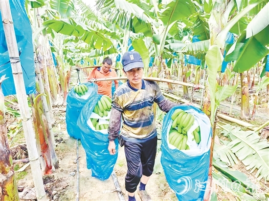 農(nóng)戶(hù)們滿(mǎn)身大汗，穿梭于蕉林中搬運(yùn)香蕉。