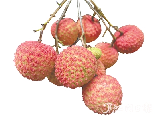 沙湖鎮(zhèn)種出的掛綠荔枝甜脆香糯。