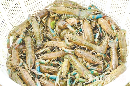 藍龍蝦一出塘就被送往廣深等地的餐飲店。