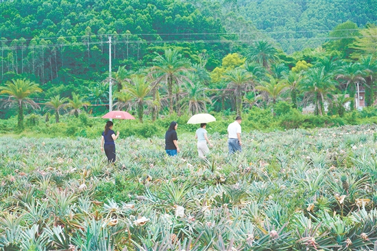 游客到田里摘鳳梨。
