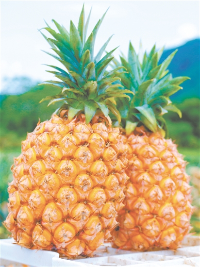 恩平那吉鳳梨。