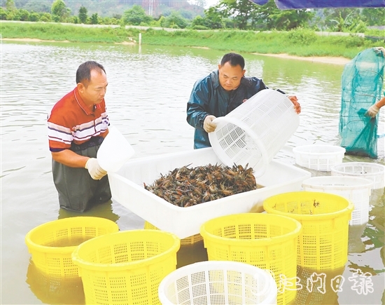 桃源蟠光村大力發(fā)展澳洲藍(lán)龍蝦養(yǎng)殖產(chǎn)業(yè)，村集體經(jīng)濟(jì)每年增收15萬元。