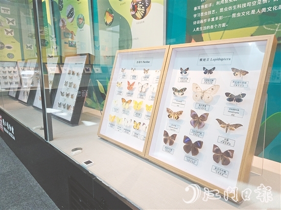 精美的昆蟲標(biāo)本引人注目。