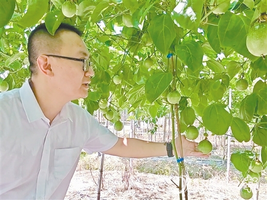 何湛慶查看著百香果的長勢。
