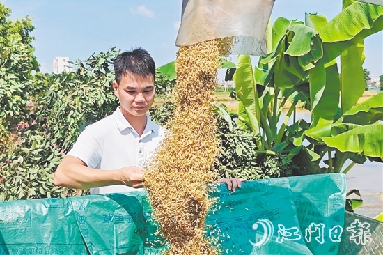 張和順第一時間觀察采收的早造稻谷。