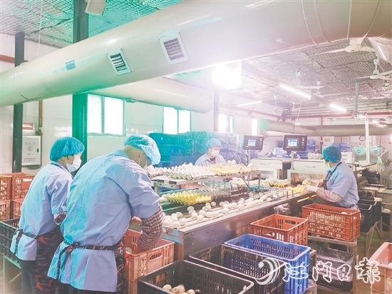 近年來，白沙鎮(zhèn)龔邊村咸蛋產(chǎn)業(yè)迎來蓬勃發(fā)展，小小咸蛋鋪就村民的共富路，位于該村的威勝蛋品加工廠專注傳統(tǒng)咸蛋制作，年產(chǎn)值達2000萬元。