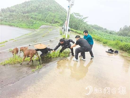 東成鎮(zhèn)黨員干部在巡查時，發(fā)現(xiàn)8頭散養(yǎng)家牛因受驚失控被困，迅速開展救援。