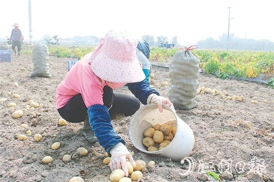 恩平市社村聯(lián)合會推動馬鈴薯產(chǎn)業(yè)做大做強，助力村民增收。