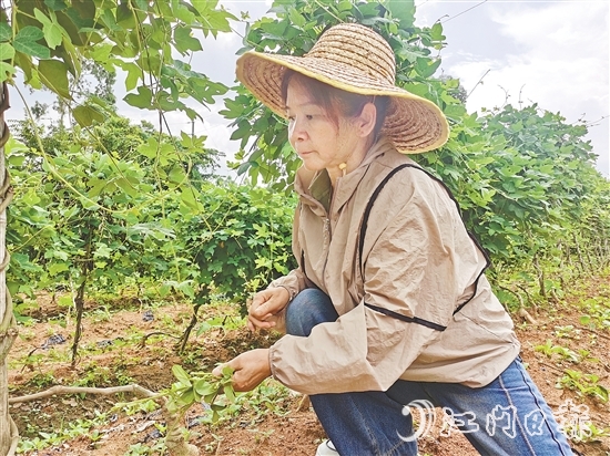 黃美茹在田間查看葛根生長(zhǎng)情況。
