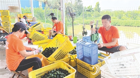 工人們正忙著將小青柑挖肉。