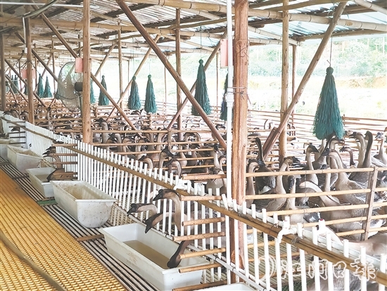 馬岡鵝從田間地頭的“土特產(chǎn)”升級為市場認可的“金招牌”。