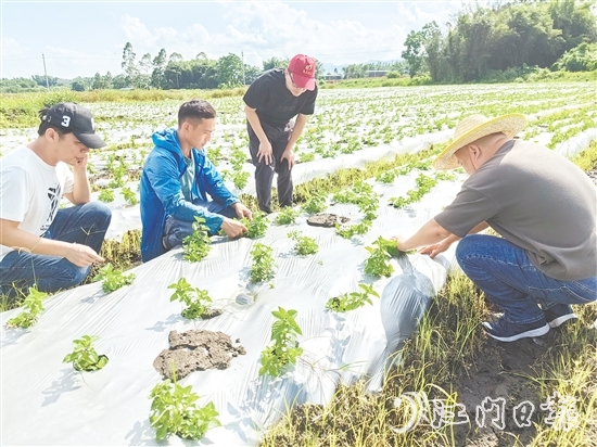 大廠村是馬岡鎮(zhèn)知名的涼粉制作大村，村里約有13公頃（200多畝）的涼粉草種植基地。