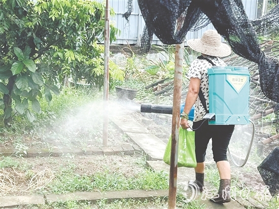 新會(huì)區(qū)安排消殺隊(duì)伍每周多次開展覆蓋式藥物噴灑，通過系統(tǒng)化滅蚊作業(yè)，降低疾病傳播風(fēng)險(xiǎn)。