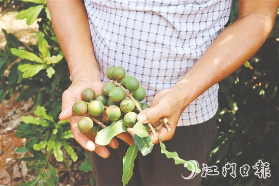 新連村澳洲堅果種植基地堅果樹結(jié)出的果子碩大無比。