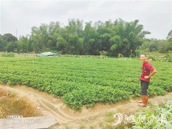 眼見推廣種植花生新品種效益高，收入增加了，南中村村民喜笑顏開。