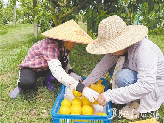 新一蓮塘生態(tài)園是三合鎮(zhèn)重點農(nóng)文旅項目之一，園內(nèi)黃晶果上市。