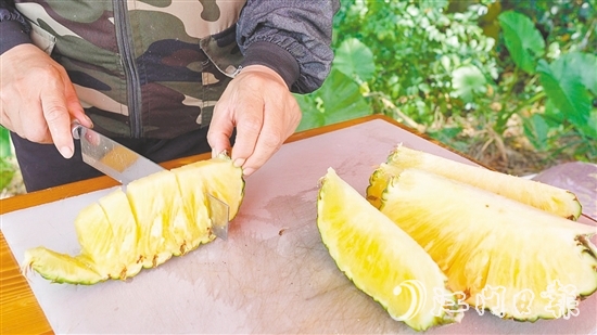 “黃金龍”鳳梨?zhèn)€頭大，果肉香甜爽脆、汁水豐富，實測糖度為14度。