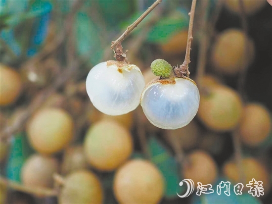 云鄉(xiāng)儲良龍眼有著果大肉厚、清甜爽脆的特點。