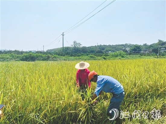 工作人員對水稻進行抽樣測產(chǎn)。