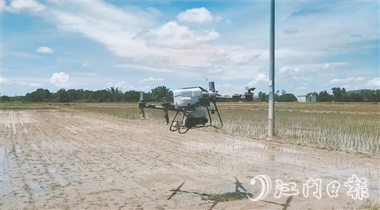 工作人員利用無人機(jī)給插好秧苗的田塊施肥。