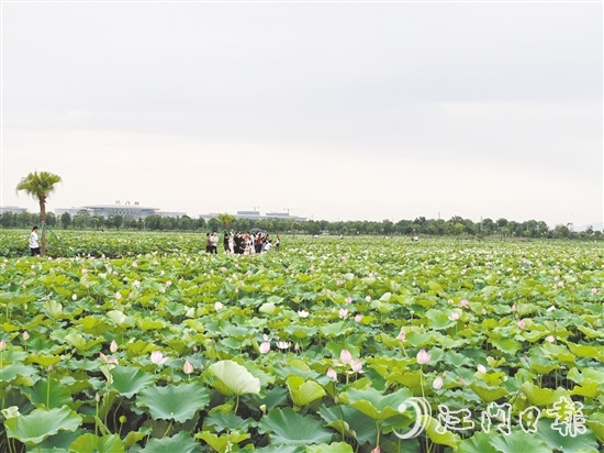 每到盛夏，梅江農(nóng)業(yè)生態(tài)園荷花準(zhǔn)時(shí)綻放，吸引游人打卡。