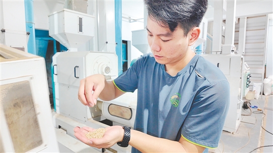 企業(yè)引入先進(jìn)設(shè)備加工生產(chǎn)大米。