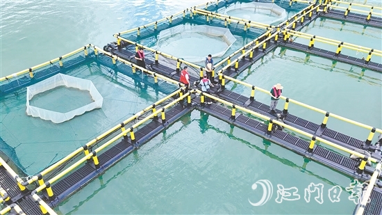 臺(tái)風(fēng)到來前，江門人保財(cái)險(xiǎn)理賠人員奔赴川島沿岸海洋牧場，勘察安全隱患。