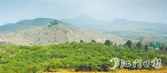 利奧集團經(jīng)過多番考察，尋找到合適的山地種植油茶樹。