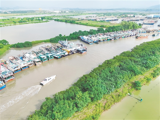 昨天，臺山市橫山漁港停滿了回港避風(fēng)的漁船。