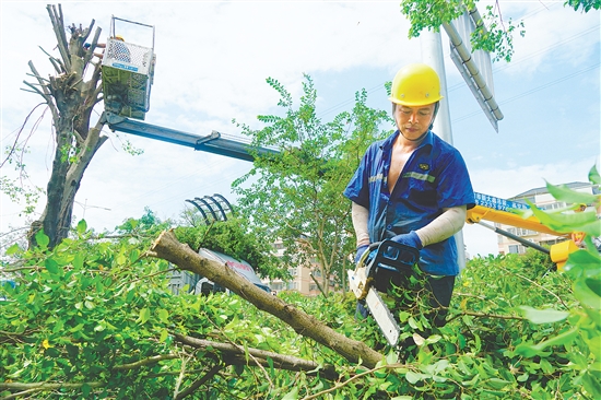 我市城管部門組織人員積極防風(fēng)，圖為工作人員在城區(qū)主要路段修剪綠化樹。