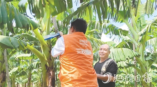 平安產(chǎn)險(xiǎn)江門中支農(nóng)險(xiǎn)專員手把手指導(dǎo)農(nóng)戶加固蕉棚。