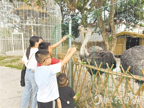 孩子們?cè)趧?dòng)物長(zhǎng)廊里喂食鴕鳥。