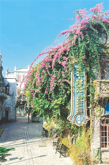 赤坎華僑古鎮(zhèn)的杜鵑花盛放。