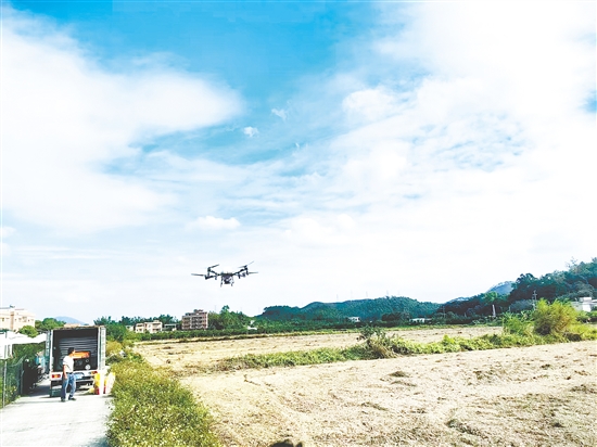 鶴山加快推進2025年糧食冬種生產(chǎn)工作。圖為鶴山市供銷社開展植保無人機作業(yè)。