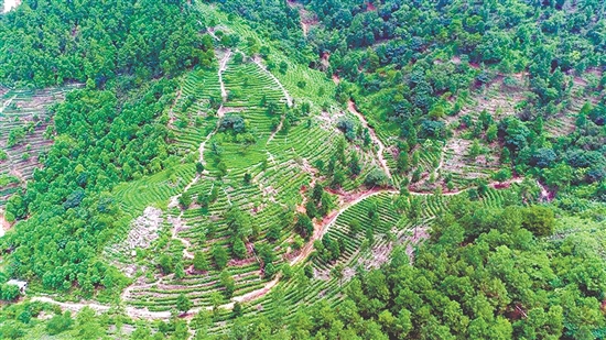 茶山之上，綠意盎然。