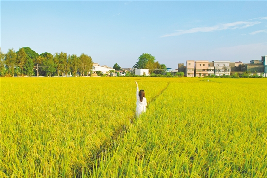 江門鄉(xiāng)村稻田鋪成金色畫卷，吸引不少游客打卡。