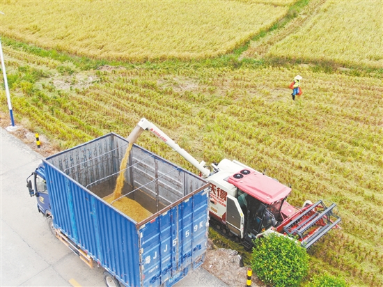 機(jī)械化收割省時(shí)省力。