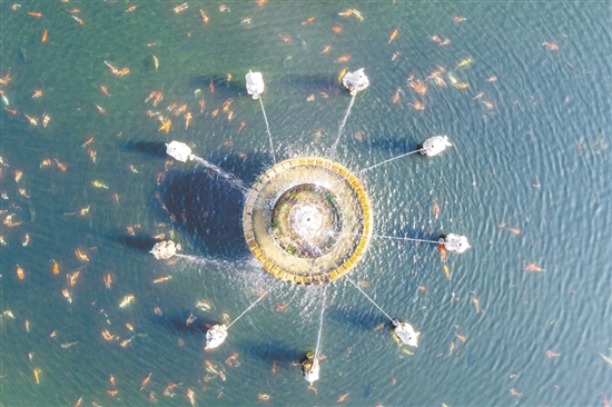 攬月池是城西村打造鄉(xiāng)村景觀的代表性項目之一。通過發(fā)動本村華僑和鄉(xiāng)賢助力，結(jié)合自身資源特點建成。