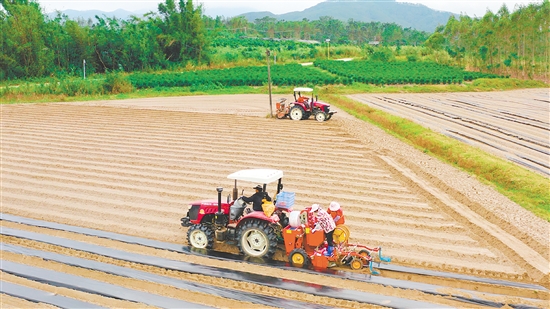 冬種馬鈴薯已成為恩平市農(nóng)業(yè)增效、農(nóng)民增收的重要產(chǎn)業(yè)。