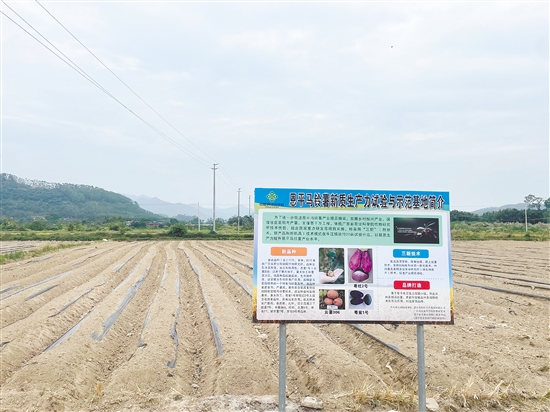 牛江鎮(zhèn)農(nóng)產(chǎn)品綜合服務站與省農(nóng)科院合作，對77個馬鈴薯品種進行試種。