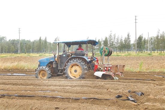 2025年江門市冬種生產(chǎn)現(xiàn)場會在恩平舉行。