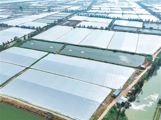 搭蝦棚是大鰲鎮(zhèn)水產(chǎn)養(yǎng)殖業(yè)延續(xù)20余年的傳統(tǒng)越冬“法寶”。