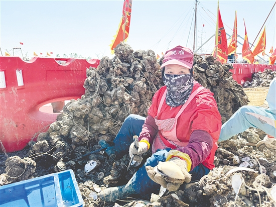 憑借生蠔優(yōu)良的品質(zhì)，汶村鎮(zhèn)正從“養(yǎng)蠔賣蠔”向“品牌興蠔”邁進(jìn)。