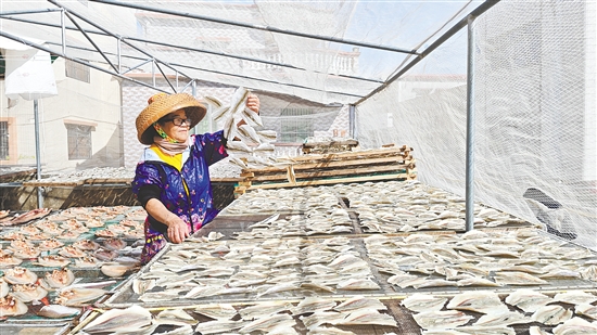 對于靠海吃海的廣海人來說，入秋后刮起的干冽北風(fēng)，意味著制作傳統(tǒng)美味“廣海咸魚”的最佳時(shí)節(jié)到了。