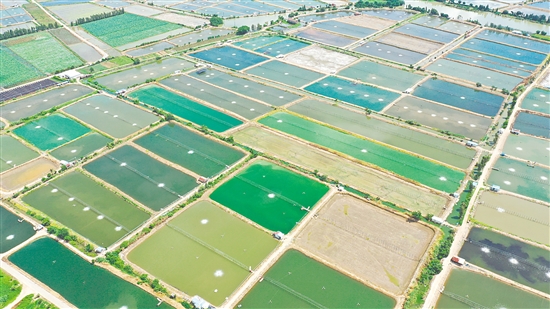 2024年大鰲鎮(zhèn)水產養(yǎng)殖面積約3萬畝，鮮蝦年產量達3萬噸，全產業(yè)鏈產值近30億元。圖為連片蝦塘。