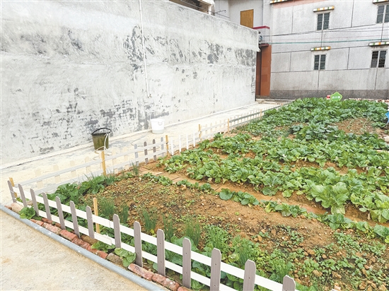 君堂鎮(zhèn)楊屋村的危破房清拆后變身亮麗“小菜園”。