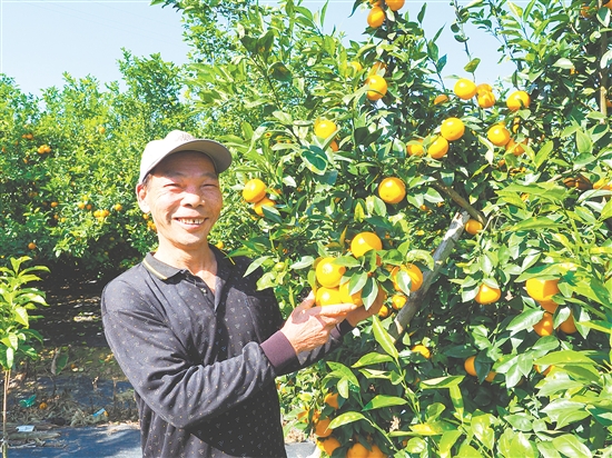 農(nóng)場負(fù)責(zé)人陳全光在檢查沃柑的生長情況。