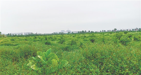 江門市JCR2025-194（新會26）號地。